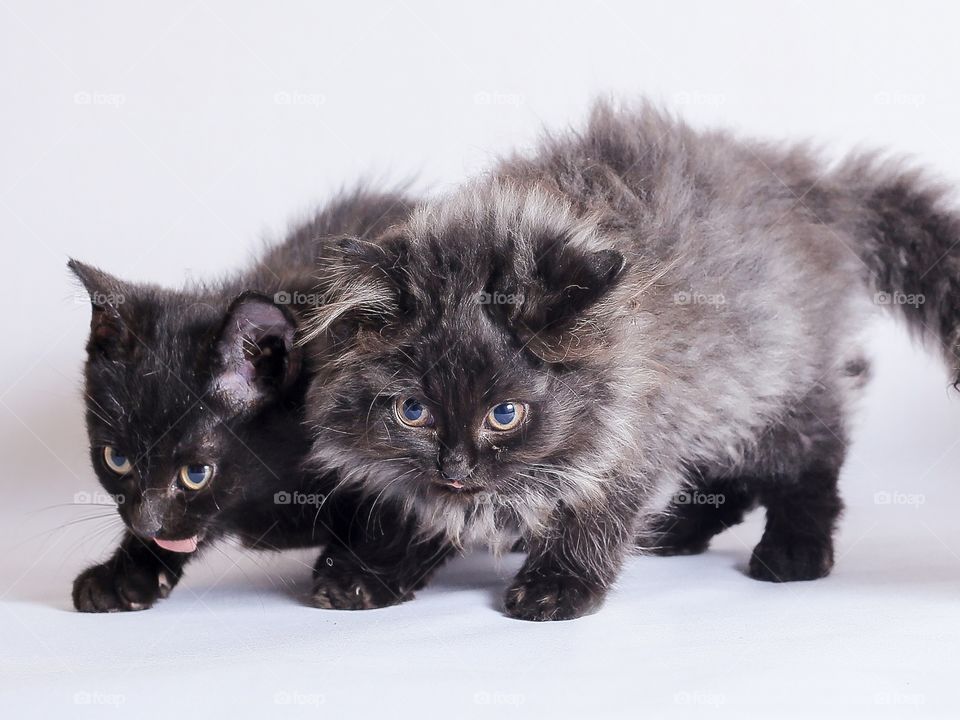 Two black kittens on white background