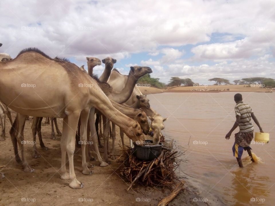 Camel at waterpoint