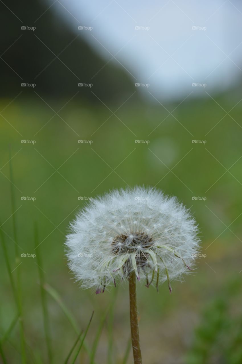 dandelion at springtime