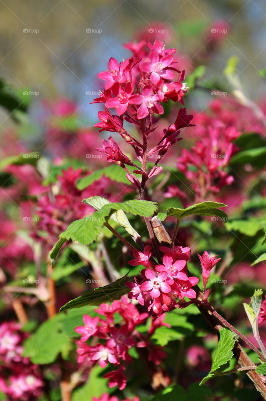 bright blossom