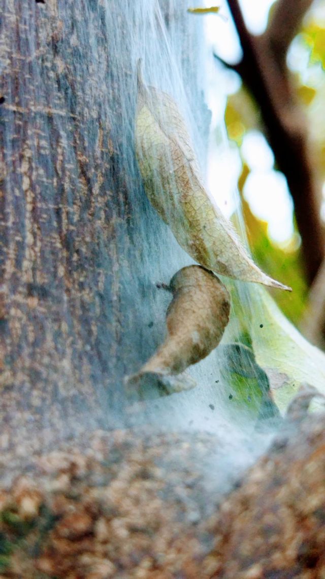 leaf