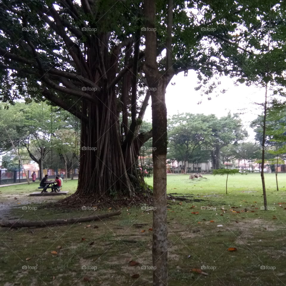 Malaysian Park Giant Tree/Pohon Raksasa Taman Malaysia马来西亚公园巨树Pokok Giant Taman Malaysia