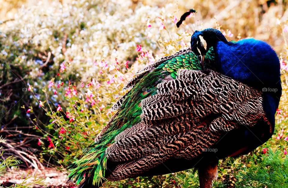 Indian Blue Peacock -- Huntington Gardens (Pasadena, CA)