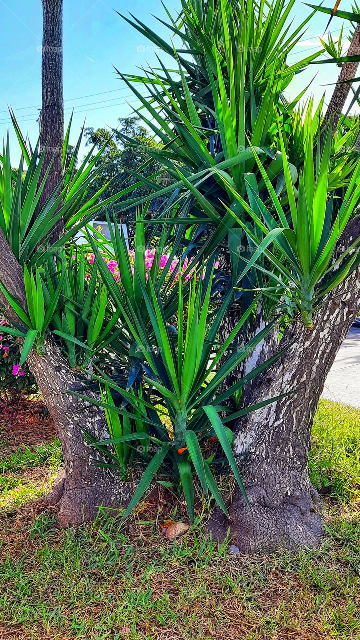 tree, plant, nature, landscape, green, pink, grass, sky, colorful, blossom, branches