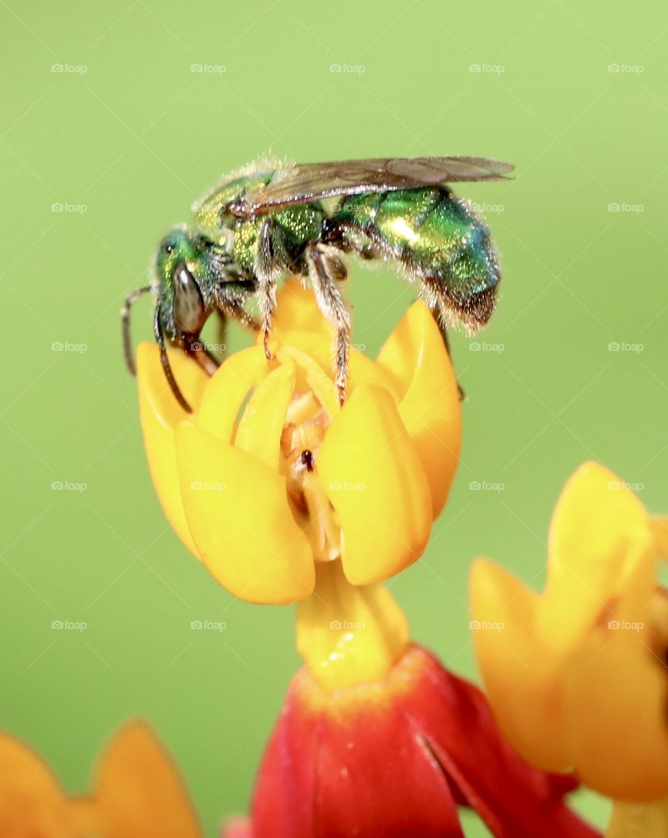 Green Metallic bee on a tropical milkweed blossom 