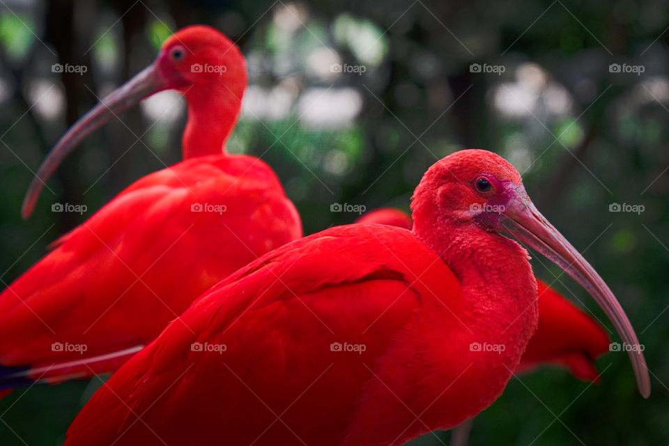 Red ibis