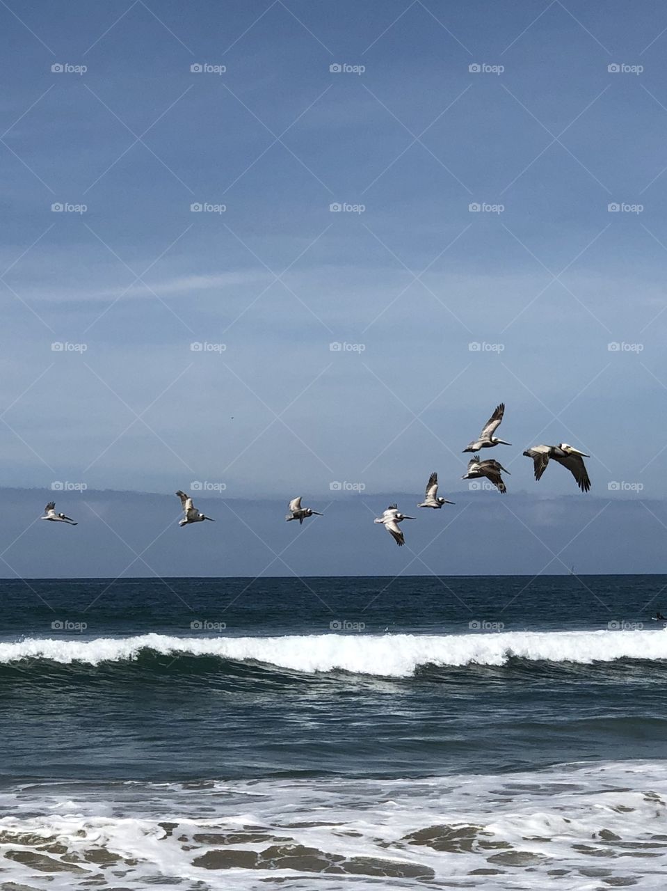 Storks Over the Ocean