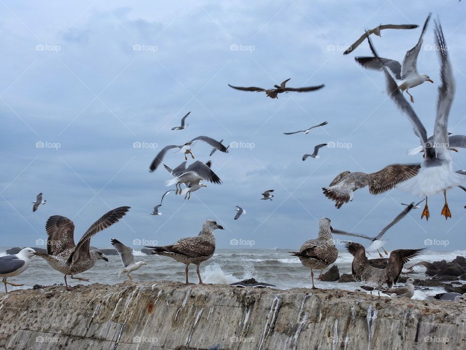 Close-up of gulls at beach