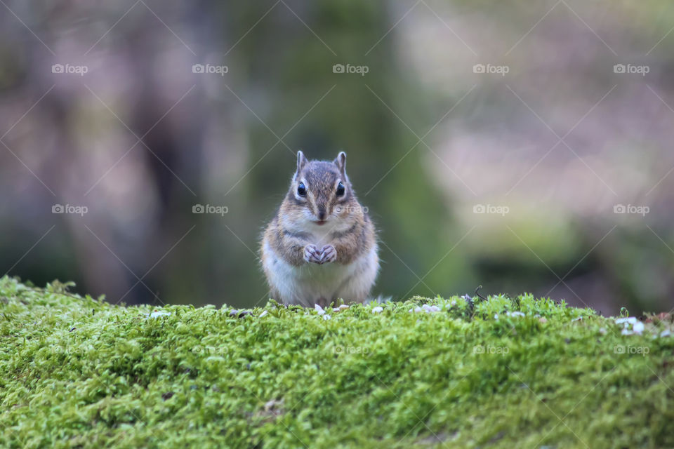 Little cute chipmunk in the forest