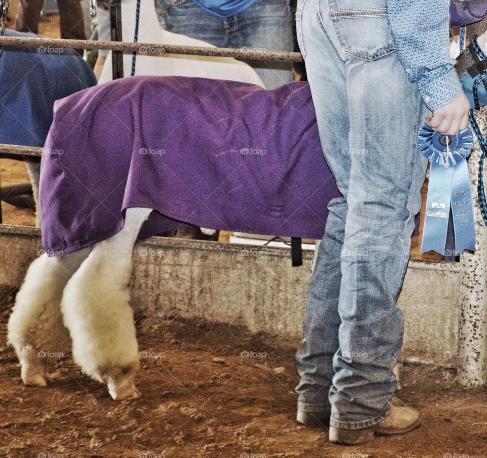 Grand Champion fine wool lamb wearing a purple blanket. 