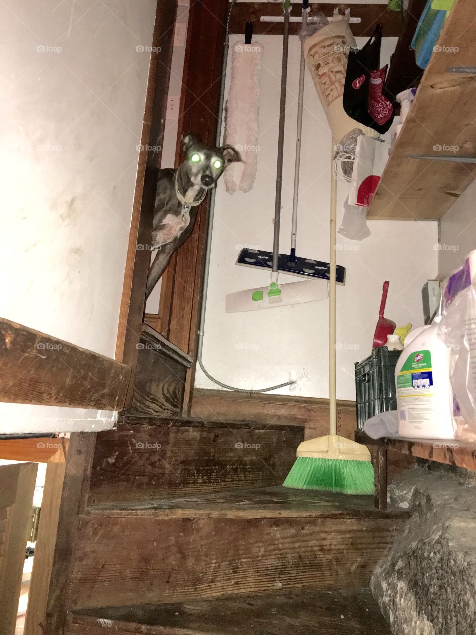 Doggie looking at scary stairway to cellar!