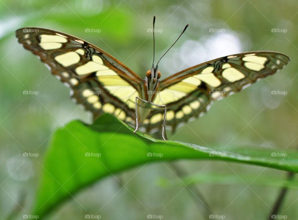 Close-up of butterfly on leaf