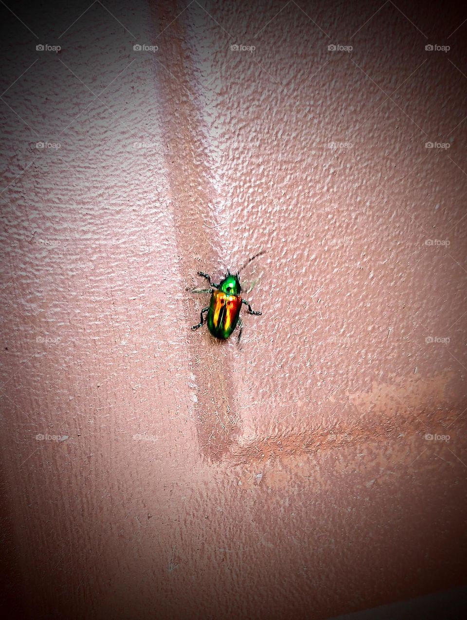 Colorful Beetle