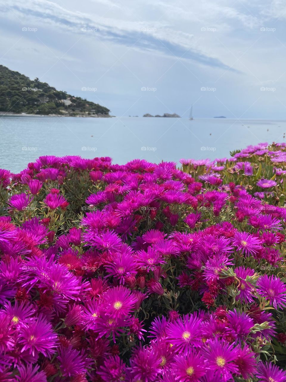 Bright flowers against foggy sky