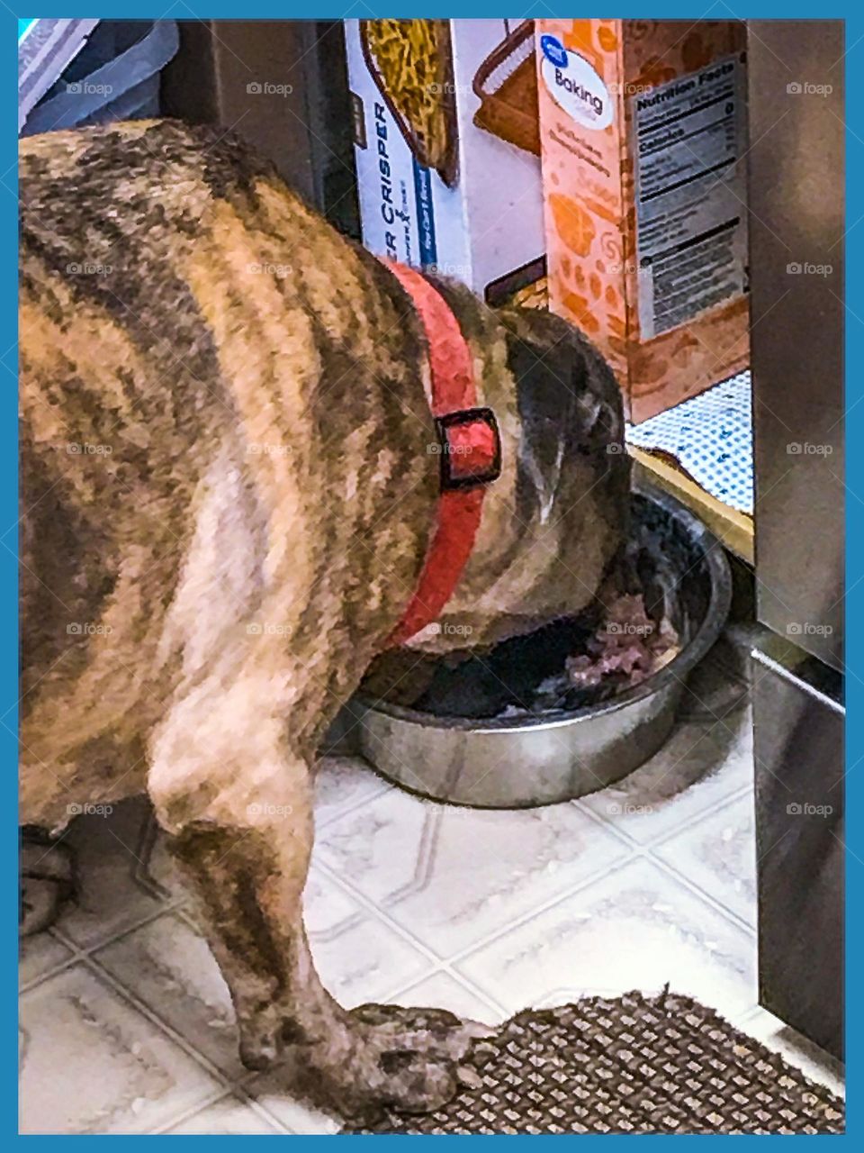 A pit bull named Diva is enjoying her meal at home.