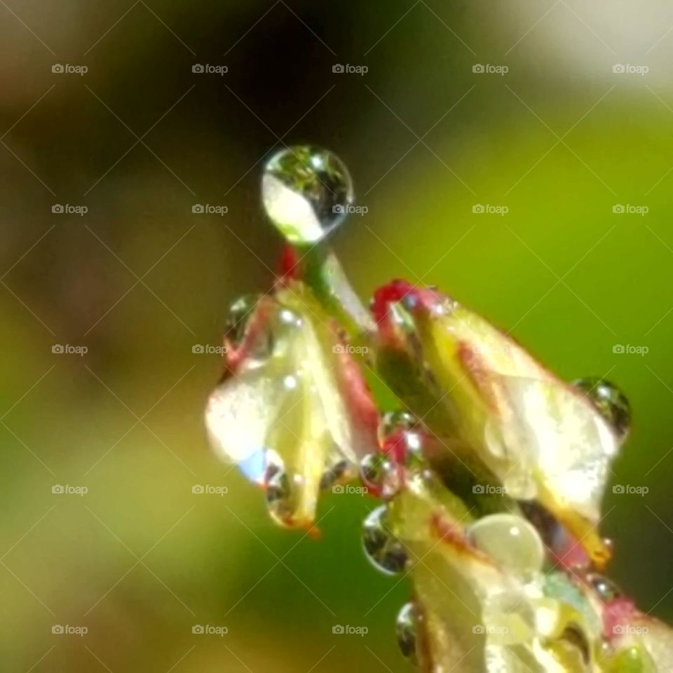 Rain, No Person, Nature, Leaf, Dew