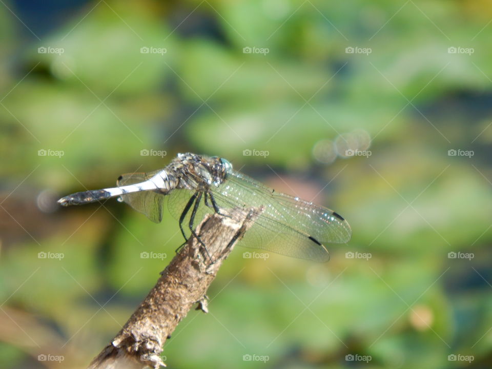 Dragonfly