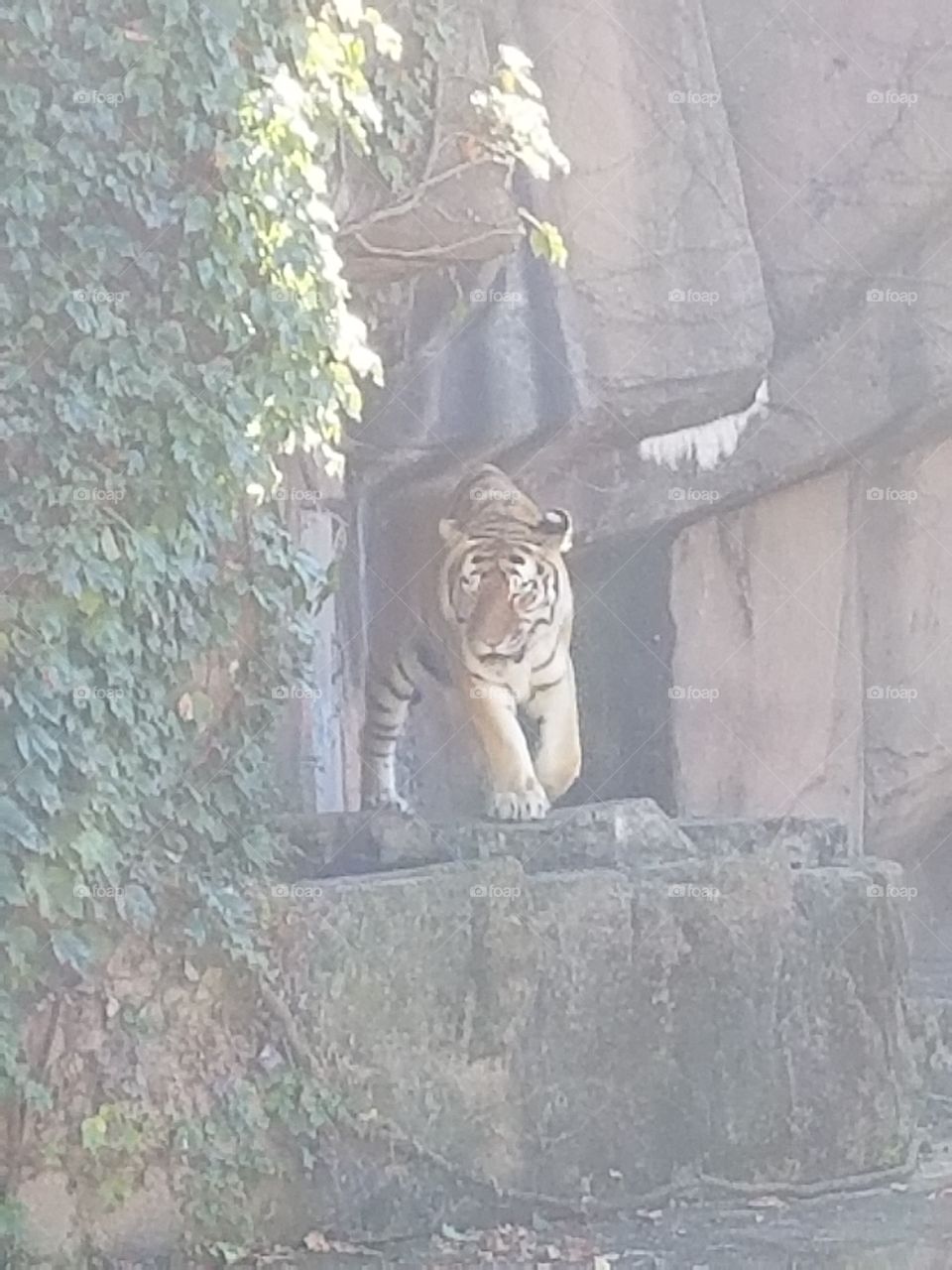 tiger at Lincoln Park Zoo