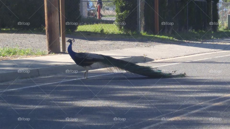 why did the peacock cross the road?