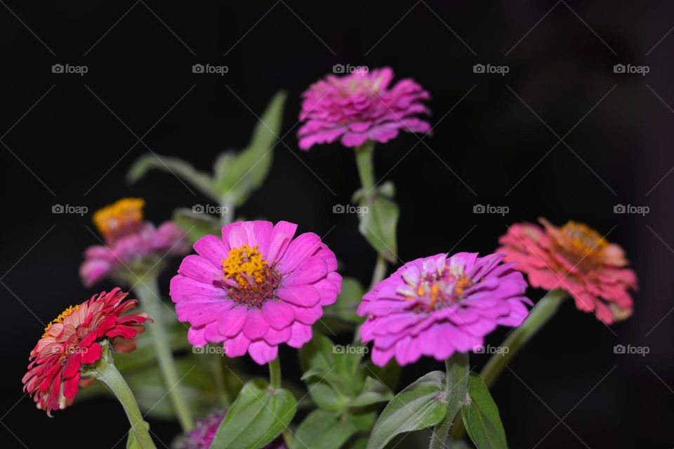 pink flowers