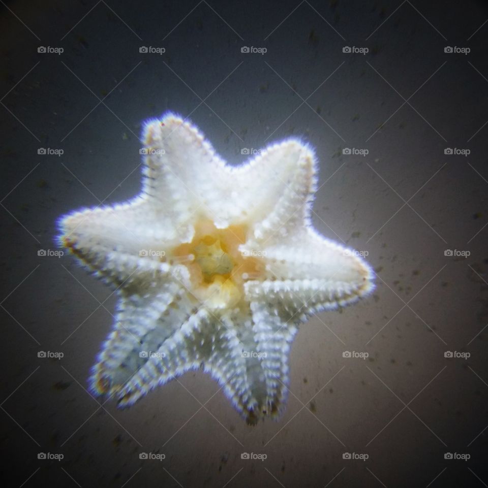 Asterina starfish crawling on fishtank glass