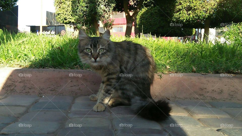 Beautiful cat looking at camera.