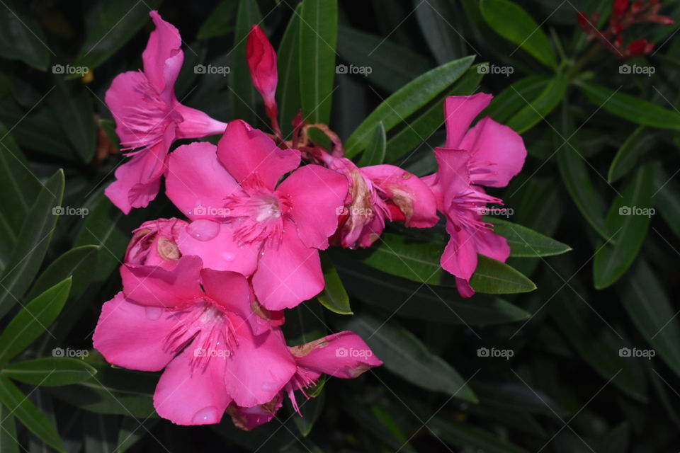 A group of pink flowers still wet with water from the rain in the Caribbean island of Nassau.