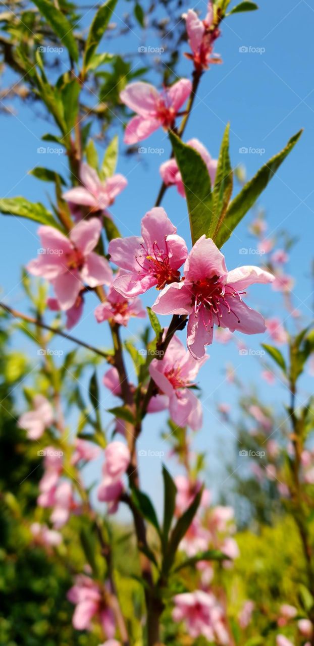 Beautiful pink flowers