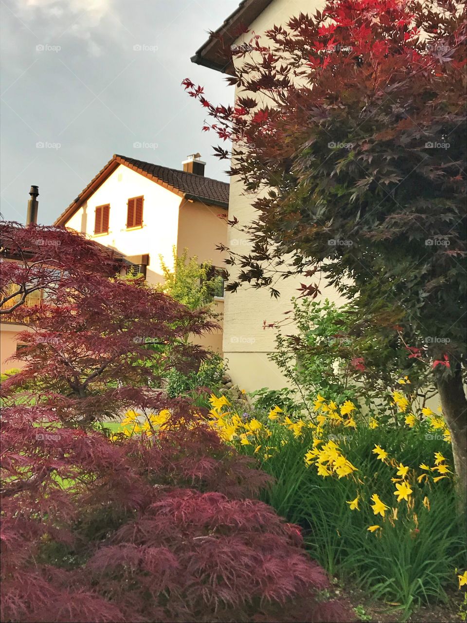 Maple leaves and daffodils in front of a house in Switzerland 