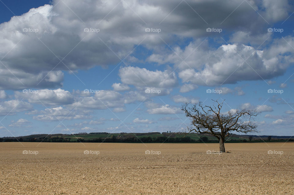 Lone tree in spring. Lone tree in the English countryside in early spring