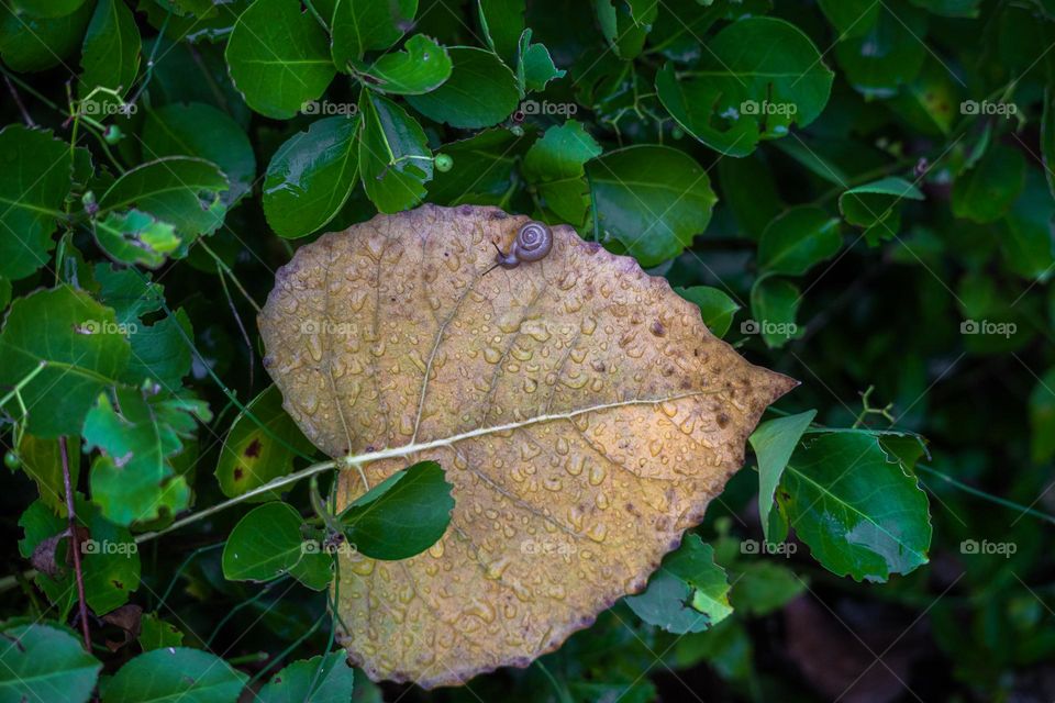 The snail is spotted on the leaf.