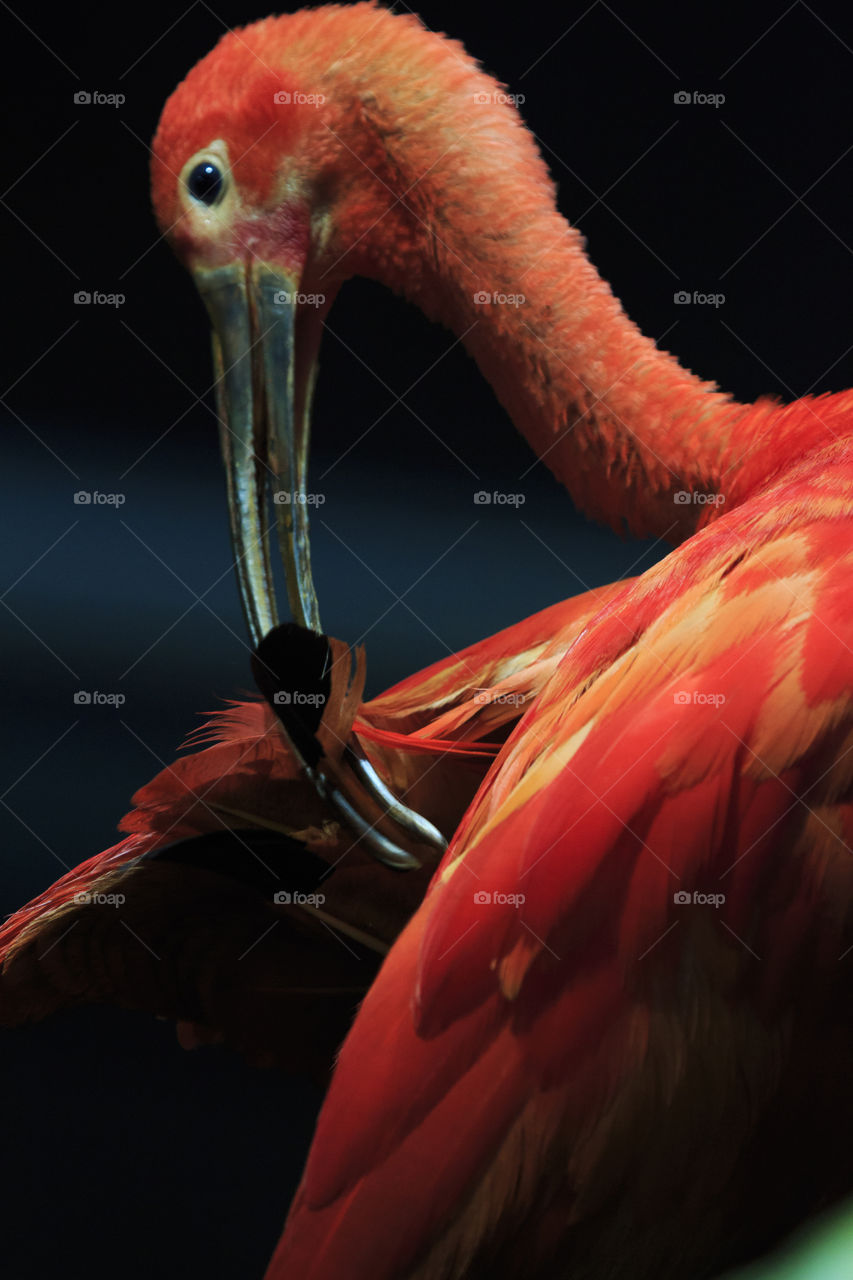 Red bird ibis - preening 