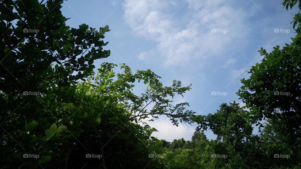 a beautiful nature in the Forest.