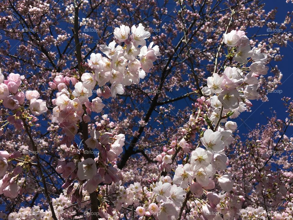 Pink blossoms in Connecticut