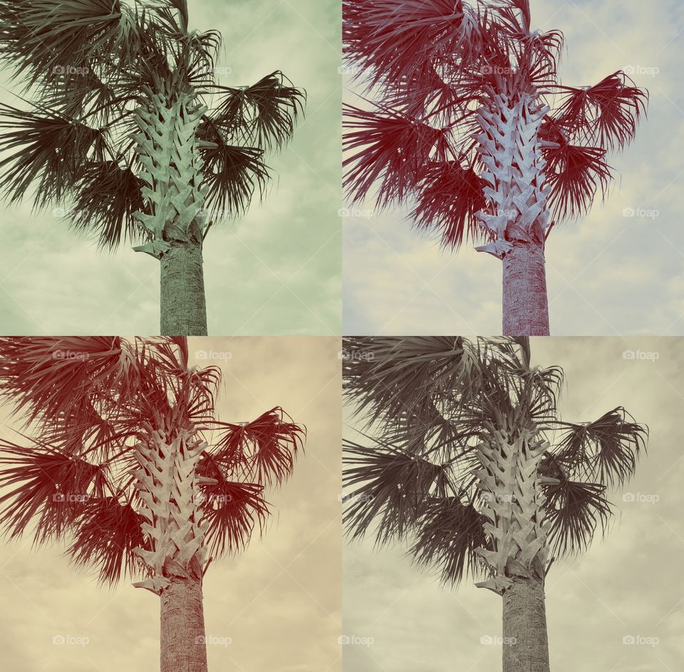 palm tree