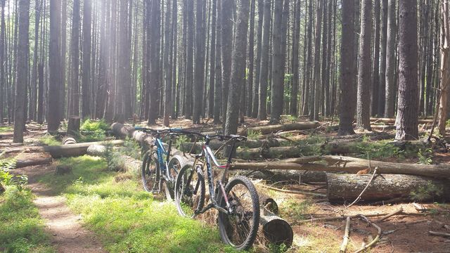 a day in the wood