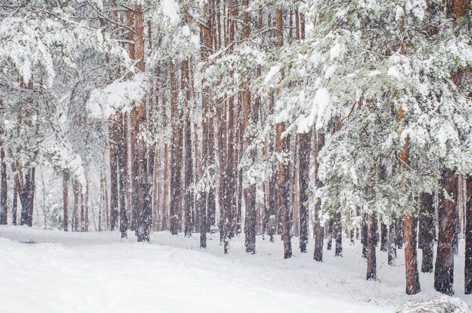 Winter landscape