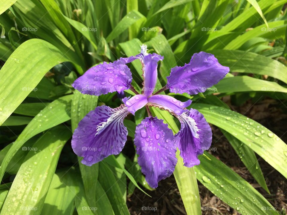 Iris flowers 