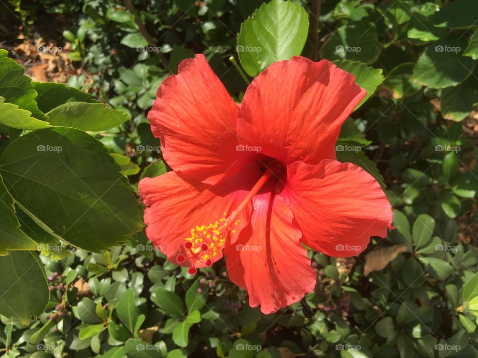 Orange hibiscus 