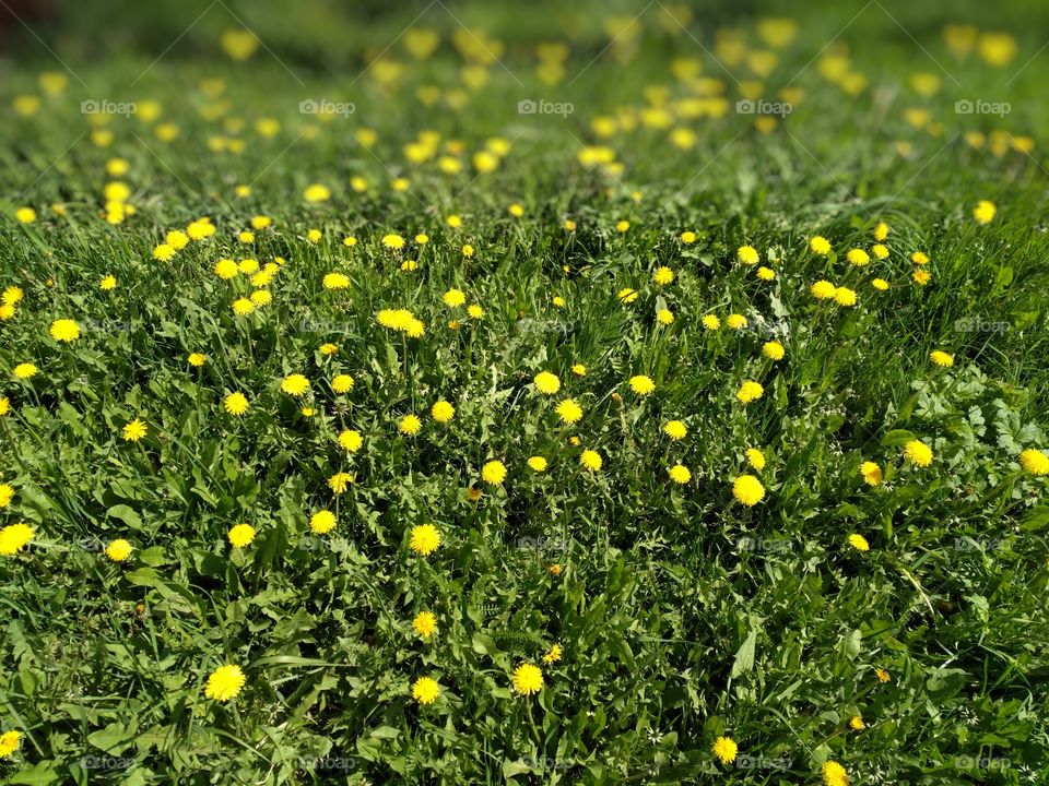 dandelions