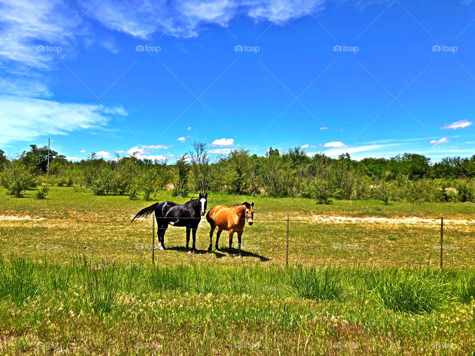 Horses in pasture