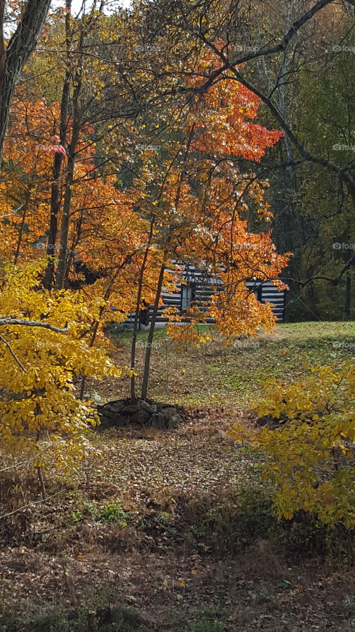 Fall, Leaf, Tree, Wood, Maple