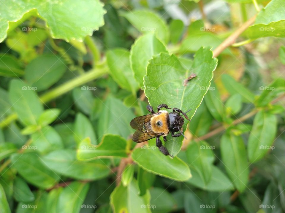 Carpenter bee resting