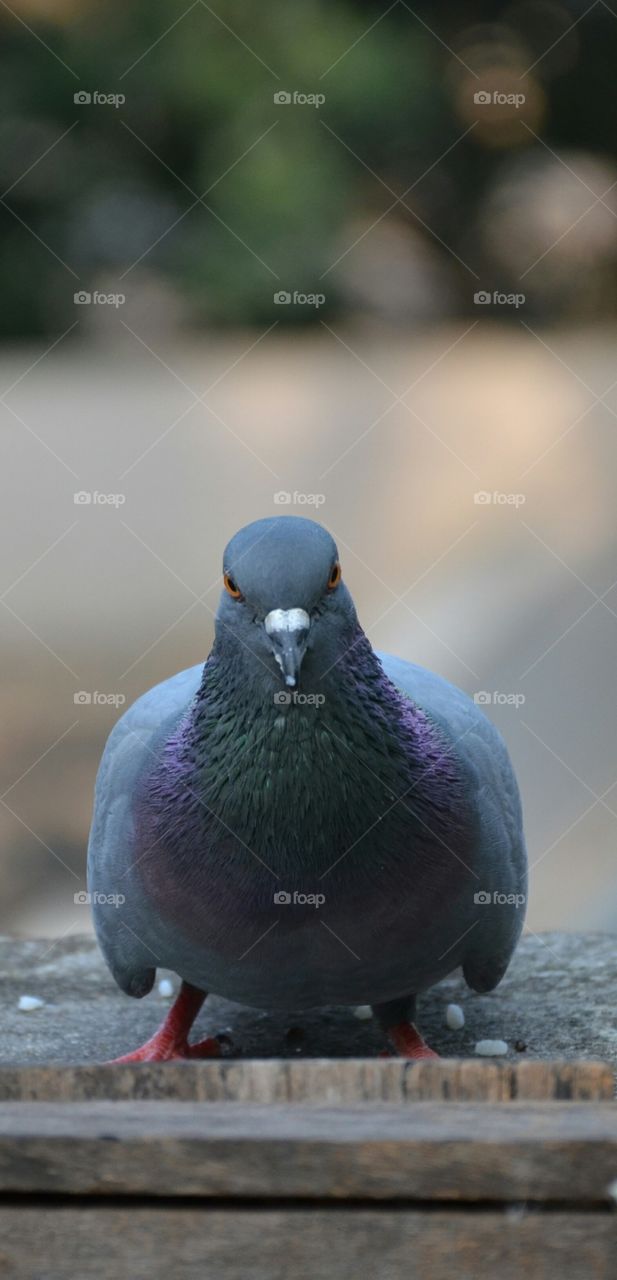 pigeon