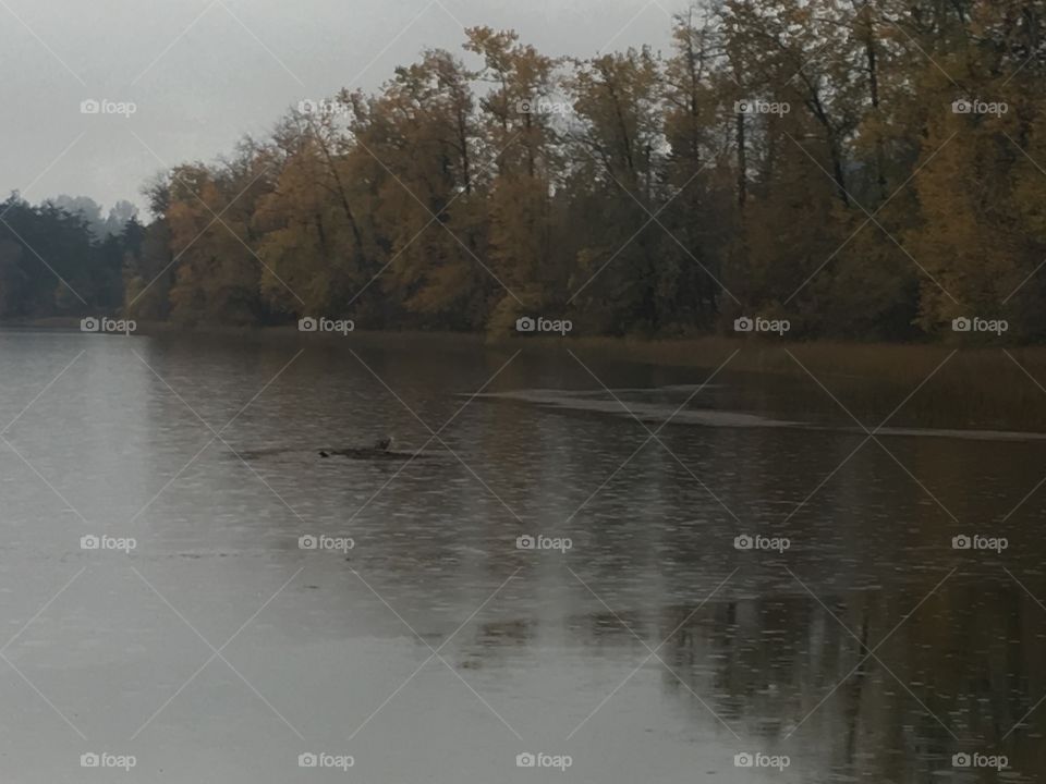 Foggy lake