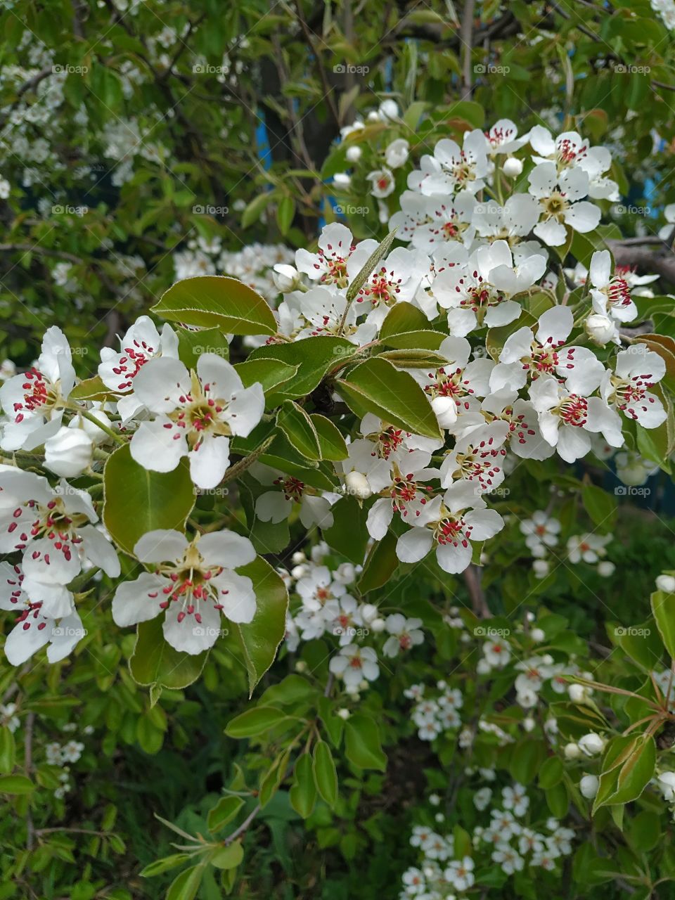 Flowering pear tree