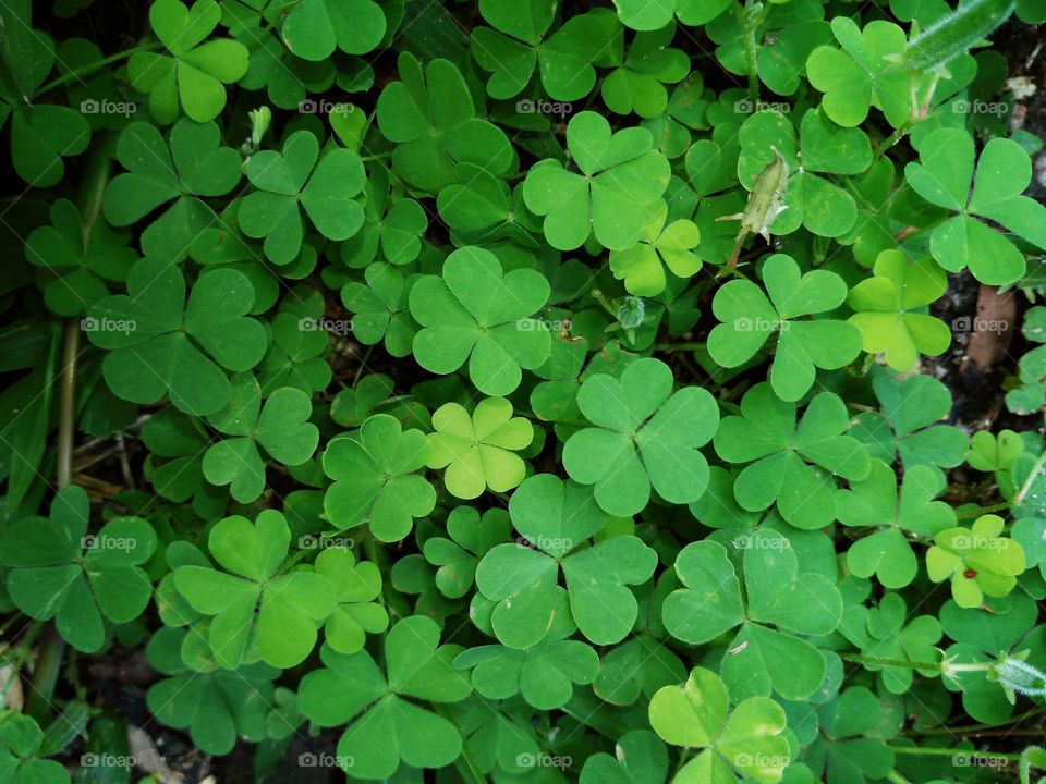 clover plant nature background