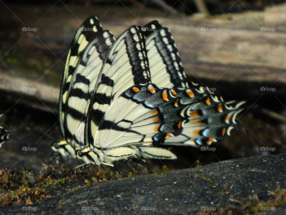 butterflies drinking