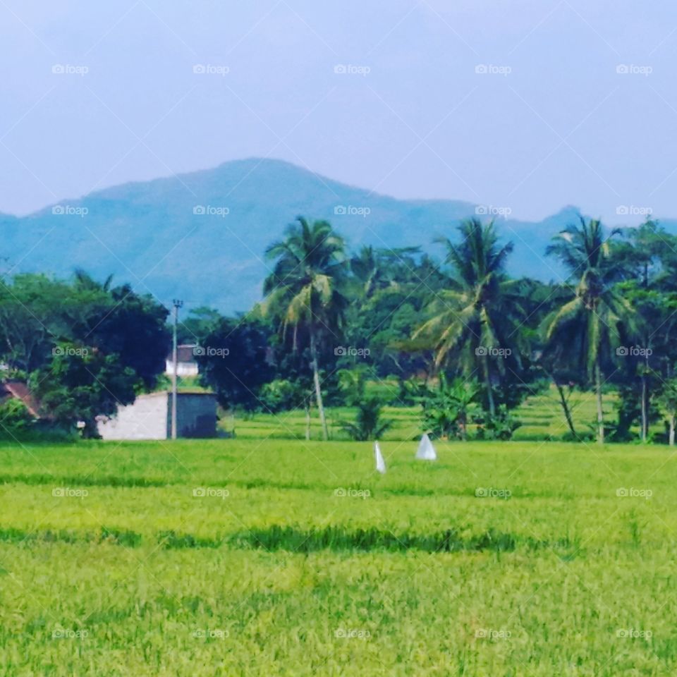 Koleksi 8 Gambar Pemandangan Gunung Dan Sawah Terupdate Koleksi Alfin