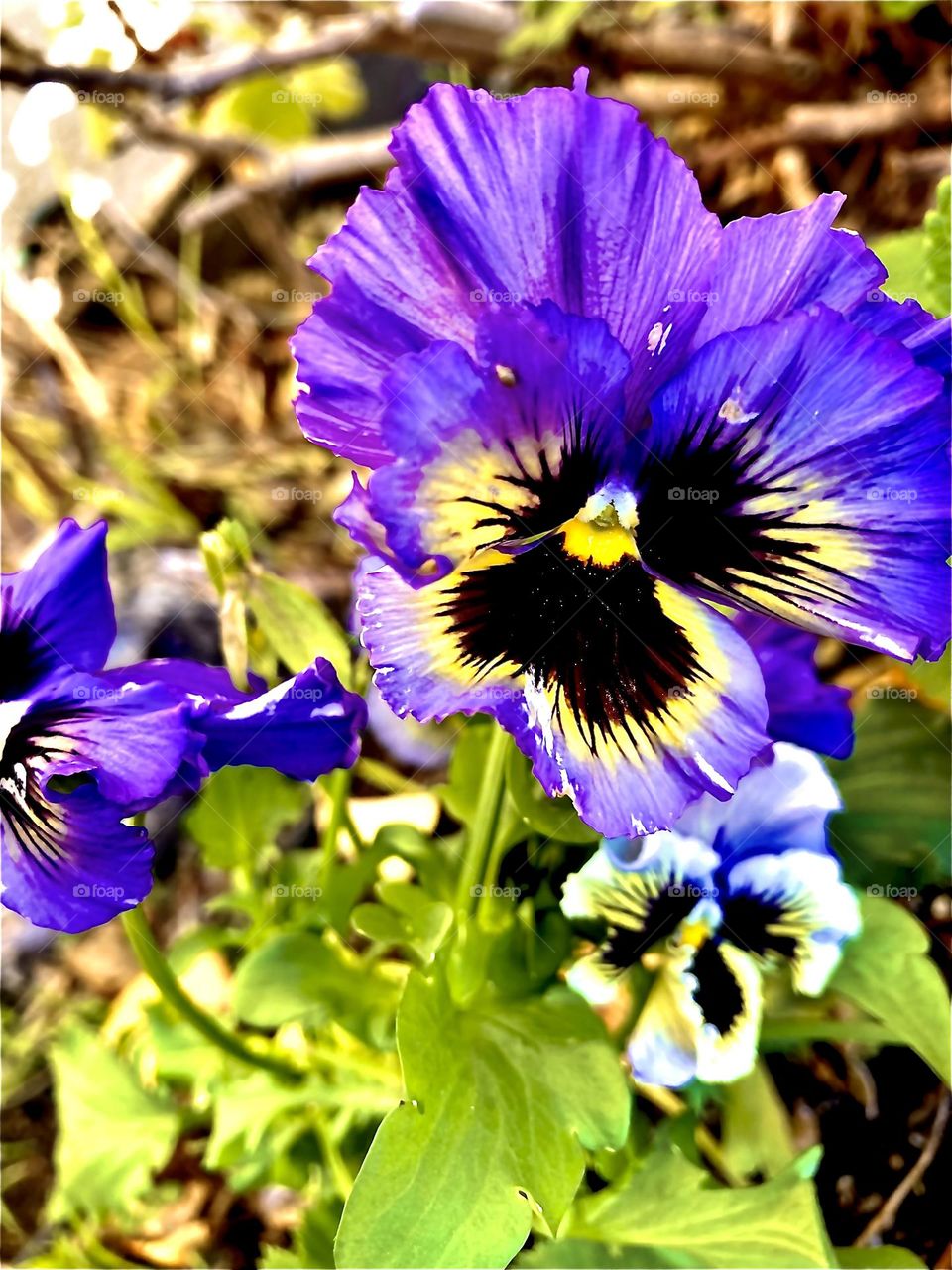 Purple and yellow pansies 